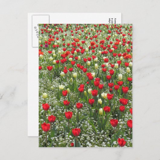 Tulipenbett Postkarte (Vorne/Hinten)