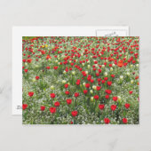 Tulipenbett Postkarte (Vorne/Hinten)