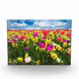 Tulipenfeld Fotoblock