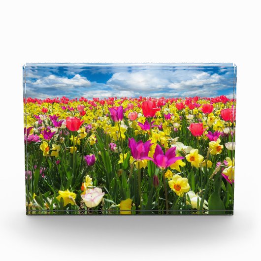 Tulipenfeld Fotoblock (Vorderseite)