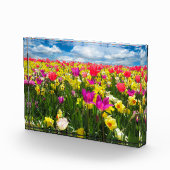 Tulipenfeld Fotoblock (Rechts)