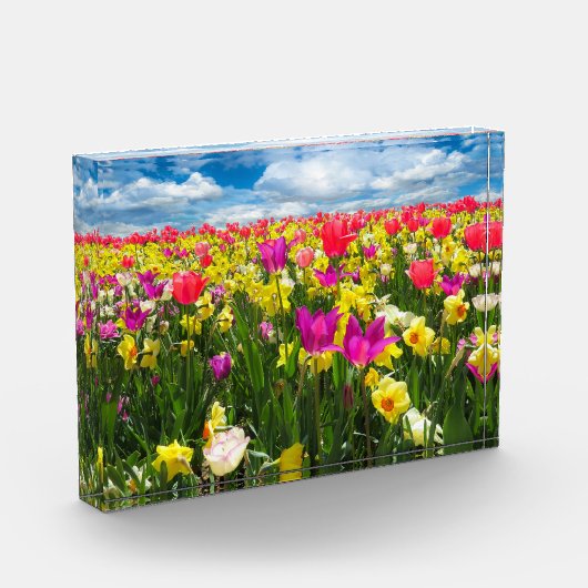 Tulipenfeld Fotoblock (Links)