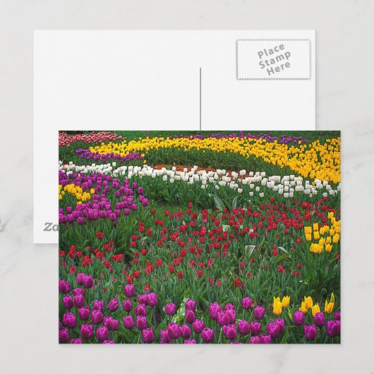 Tulipenfeld Postkarte (Vorne/Hinten)