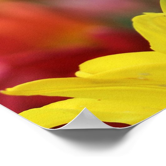 Tulipenmeer Poster (Ecke)