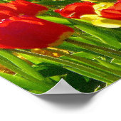 Tulipenmeer Poster (Ecke)