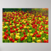 Tulipenmeer Poster (Vorne)