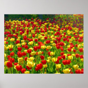 Tulipenmeer Poster