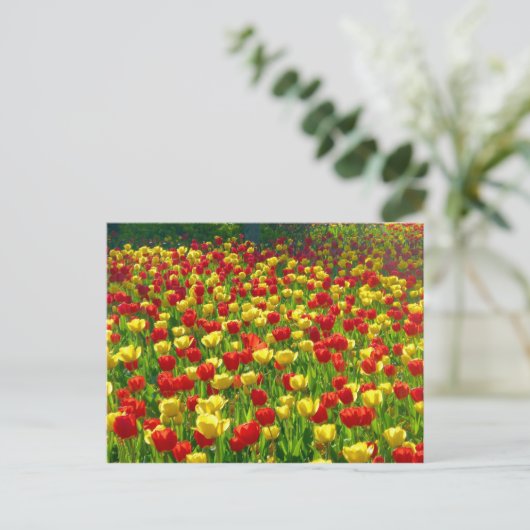 Tulipenmeer Postkarte (Stehend Vorderseite)
