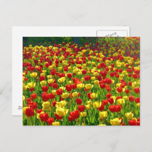 Tulipenmeer Postkarte (Vorne/Hinten)