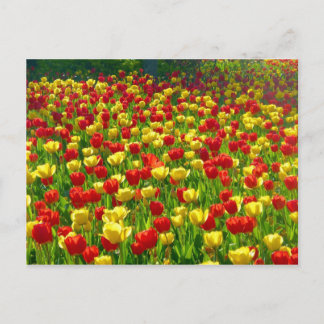 Tulipenmeer Postkarte