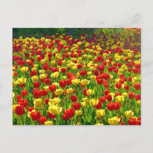 Tulipenmeer Postkarte (Vorderseite)