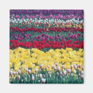 Tulipenschau-Garten in Skagit County, Magnet