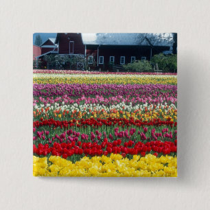 Tulipenschau-Garten, Skagit County, Button