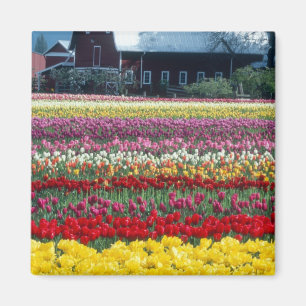Tulipenschau-Garten, Skagit County, Magnet