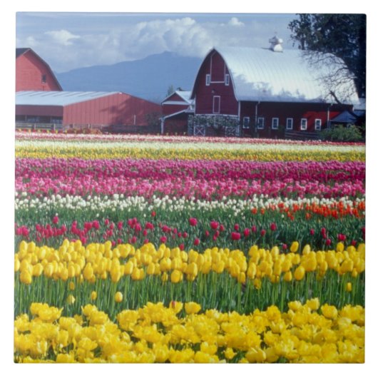 Tulipenschauplatz Fliese (Vorderseite)