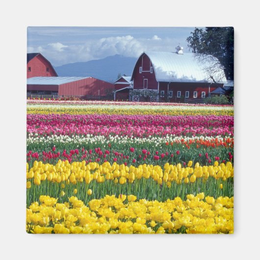 Tulipenschauplatz Magnet (Vorne)