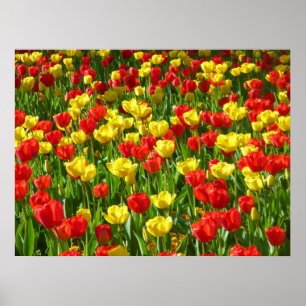 Tulipensee III Poster
