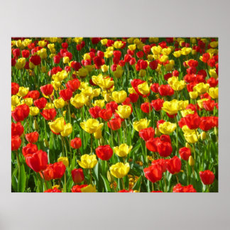 Tulipensee III Poster
