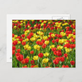 Tulipensee III Postkarte (Vorne/Hinten)
