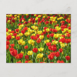 Tulipensee III Postkarte