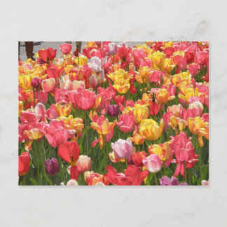 Tulipental Postkarte