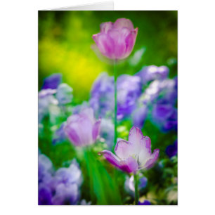 Tulipgarten, Giverny, Frankreich