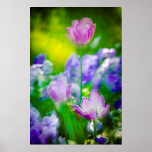 Tulipgarten, Giverny, Frankreich Poster