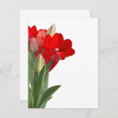 Tulips (Vorne/Hinten)