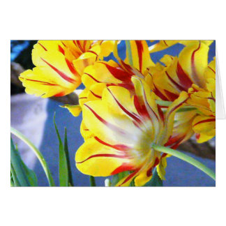 Tulips
