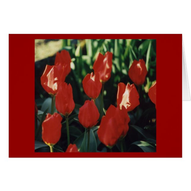 Tulips (Vorderseite (Horizontal))