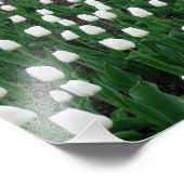 Tulips 10 Print Fotodruck (Ecke)