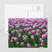 Tulips 14 Postkarte (Vorne/Hinten)