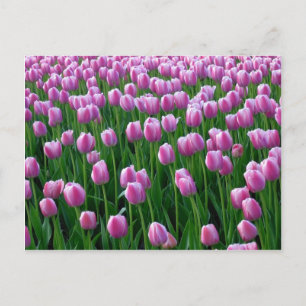 Tulips 14 Postkarte