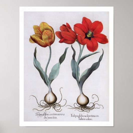 Tulips: 1.Tulipa globosa serotina cinnabrio colore Poster (Vorne)