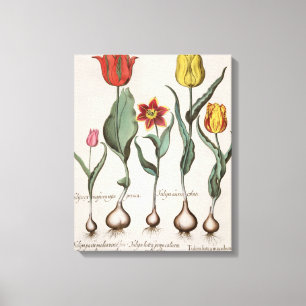 Tulips: 1.Tulipa lutea maculis rubens; 2.Tulipa Leinwanddruck