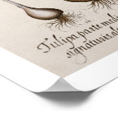 Tulips: 1.Tulipa lutea maculis rubens; 2.Tulipa Poster (Ecke)