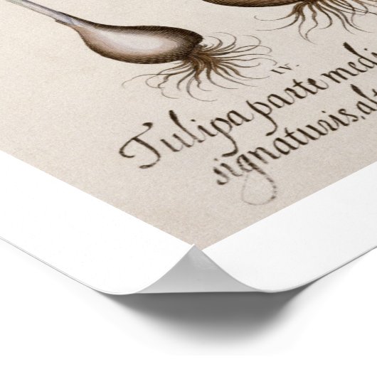 Tulips: 1.Tulipa lutea maculis rubens; 2.Tulipa Poster (Ecke)