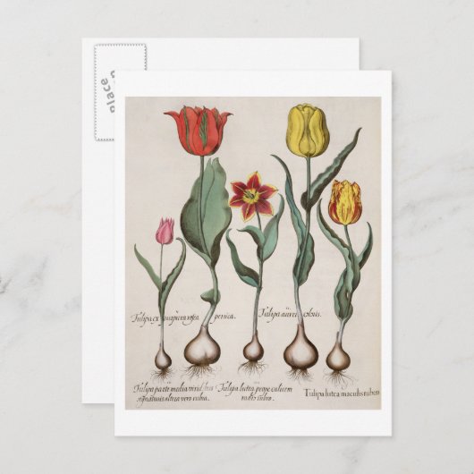 Tulips: 1.Tulipa lutea maculis rubens; 2.Tulipa Postkarte (Vorne/Hinten)