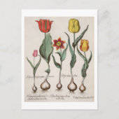 Tulips: 1.Tulipa lutea maculis rubens; 2.Tulipa Postkarte (Vorderseite)