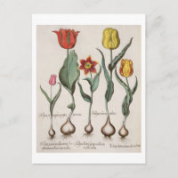 Tulips: 1.Tulipa lutea maculis rubens; 2.Tulipa