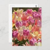 Tulips #2 postkarte (Vorne/Hinten)