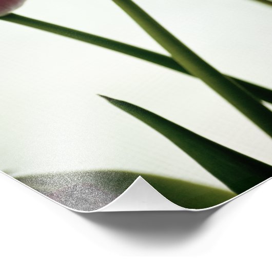 Tulips 3259 fotodruck (Ecke)