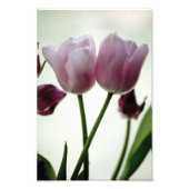 Tulips 3259 fotodruck (Vorne)