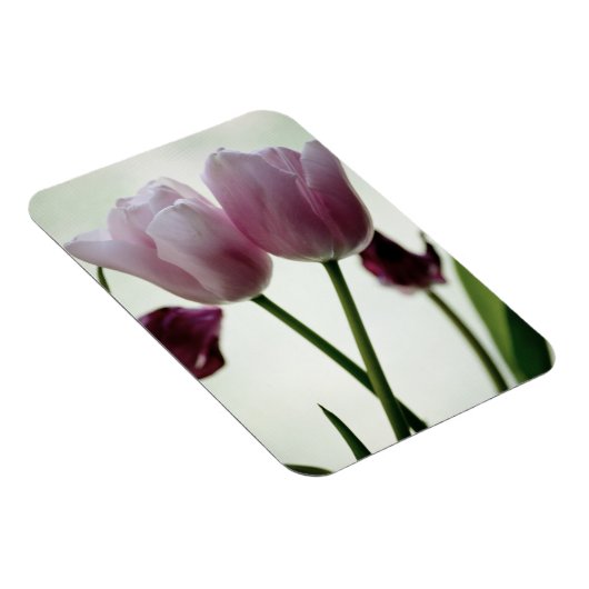 Tulips 3259 magnet (Rechte Seite)