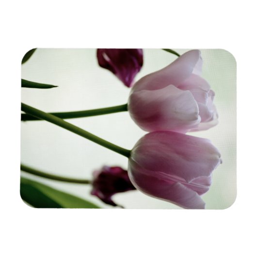 Tulips 3259 magnet (Horizontal)
