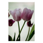 Tulips 3259 poster (Vorderseite)