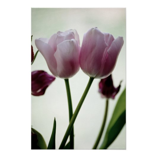Tulips 3259 poster (Vorderseite)