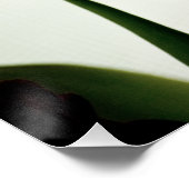 Tulips 3259 poster (Ecke)