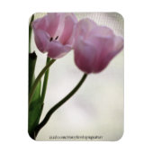 Tulips 3265 magnet (Vertikal)