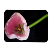 Tulips 3272 magnet (Horizontal)